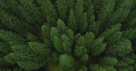 4k aerial footage of pine forest - birds eye view of green spruce trees in late summer - environmental consciousness - Powered by Adobe