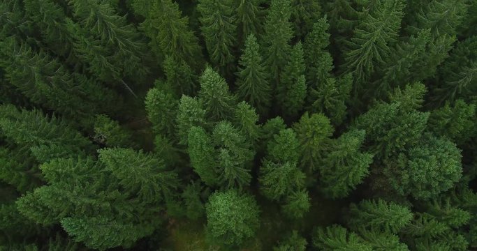 4k aerial footage of pine forest - birds eye view of green  spruce trees in late summer - environmental consciousness
