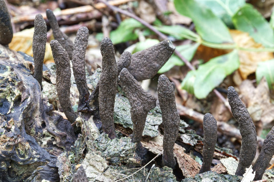 Dead Man&rsquo;s Fingers Xylaria polymorphism is a saprobic fungus commonly found in woodland areas growing in stumps and from the bases of rotting trees and decaying wood
