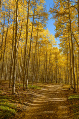 Fototapeta premium Autumn Mountain Trail - A dirt mountain hiking trail through a dense autumn aspen grove. Colorado, USA.
