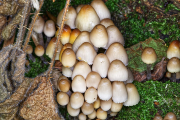 Common Ink Cap Coprinopsis atramentaria, woodland fungi grows in tufts from buried decaying wood