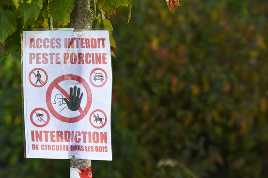 peste porcine zone interdite quarantaine foret