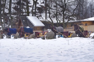 konie posilają się owsem i sianem przed wyruszeniem na trasę przejażdżki saniami © Jarek Witkowski