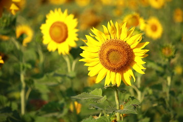  Sunflower garden in Lopburi Thailand.