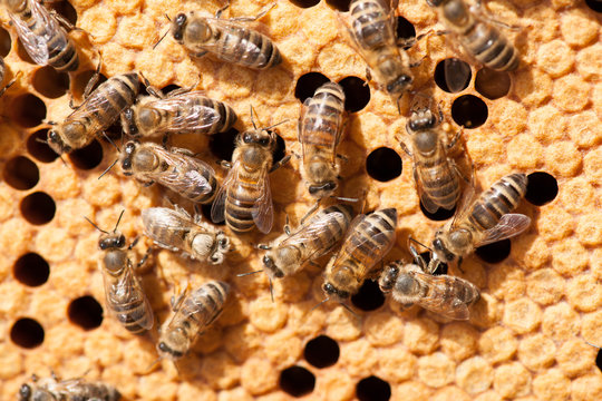 Honey Bees Working On Honey Comb