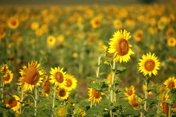  Sunflower garden in Lopburi Thailand.