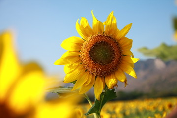  Sunflower garden in Lopburi Thailand.