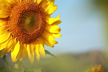  Sunflower garden in Lopburi Thailand.