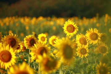  Sunflower garden in Lopburi Thailand.