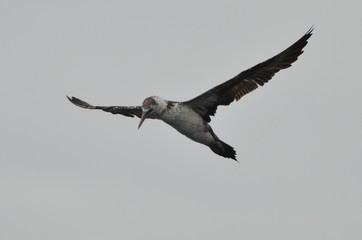 Fou de Bassan (Morus bassanus)