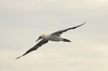 Fou de Bassan (Morus bassanus)