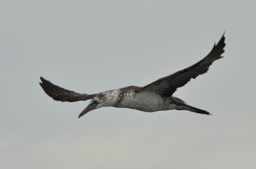 Fou de Bassan (Morus bassanus)