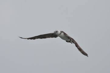 Fou de Bassan (Morus bassanus)