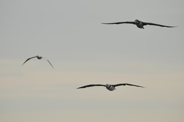 Fou de Bassan (Morus bassanus)