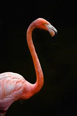 Gordijnen pink flamingo with long neck and black background © Amanda