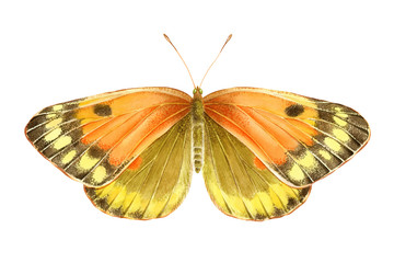 Watercolor orange clouded yellow butterfly. Hand drawn illustration isolated on white background