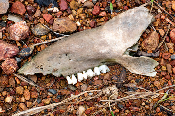 Dead animal bones © watchara