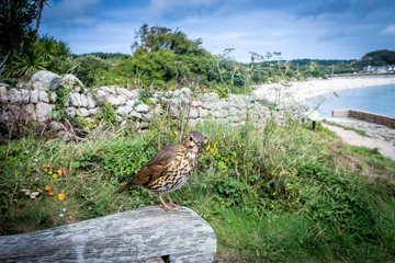 Song thrush bird perched sitting on bench on a summer's day 