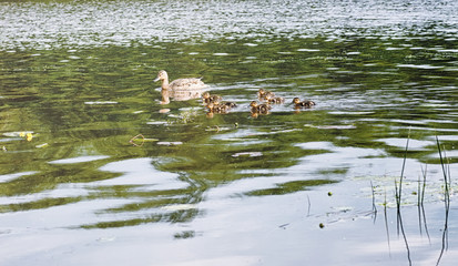 Birds on the pond. A flock of ducks and pigeons by the water. Mi