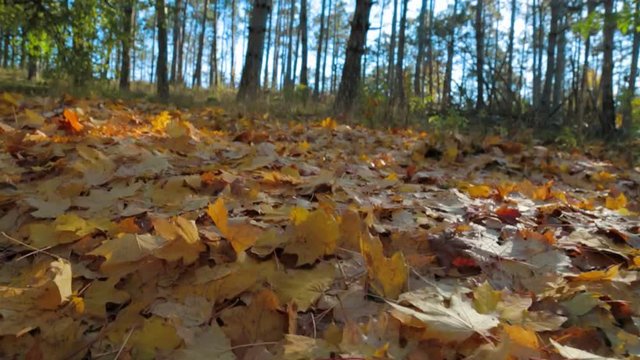 Fallen foliage in the forest. Slow motion.