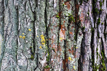 background tree texture