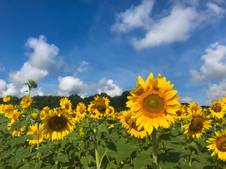 sunflowers in a field with a blue sky and clouds above