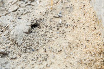 Black ants in desert near an anthill . Sugar ants gather around the hole of their nest . closeup soil around the ant's nest on the ground . Nests ant or small round ant escape holes in the garden.