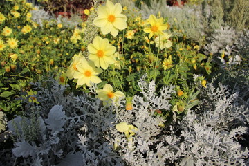 flowers, plant, flower bed