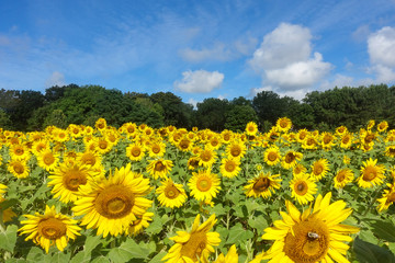 large field of sunflowers in summer