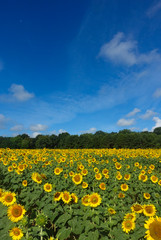 vertical photo of a field of sunflowers in summer with a blue sky and clouds