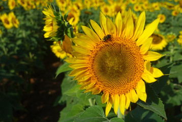close up of a bee on a sunflower in a field