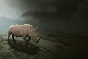 Fototapeta premium Biały nosorożec pasący się na otwartym polu