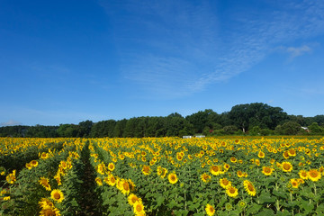 Fototapeta premium landscape of a field of sunflowers in summer with a blue sky 