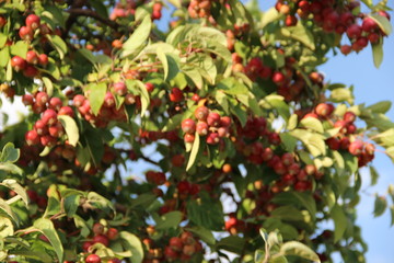 Apple, plant