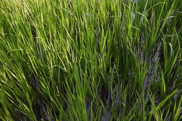 Iris grass
