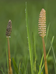 Zwei Pflanzen des Schachtelhalms im Morgentau auf einer von der Sonne besonnten Wiese.