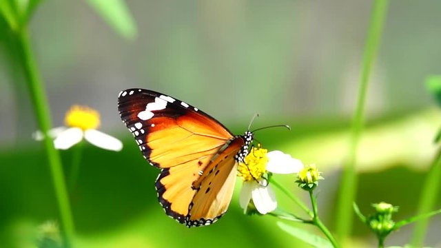 HD 1080p slow motion Thai beautiful butterfly on meadow flowers nature outdoor	