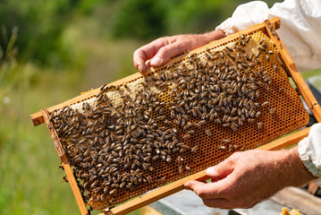 man's hands hold a wooden frame with honeycombs and bees in the garden in the summer. Close-up