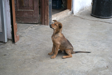 dog bhutan