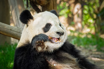 Giant panda bear in China