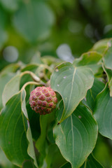 dogwood tree seed pod