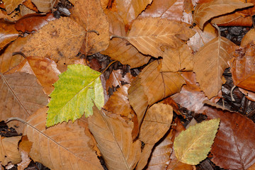 fading shades of summer in wet autumn leaves