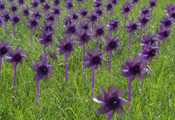 field of purple pinwheels