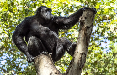 Gorilla sitting on a tree