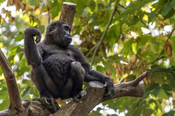 Gorilla sitting on a tree