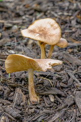 looking under the cap of wild mushrooms growing outside in a bed of mulch