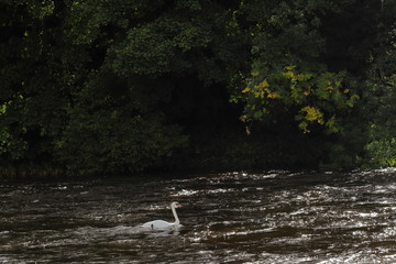 Swan in the river