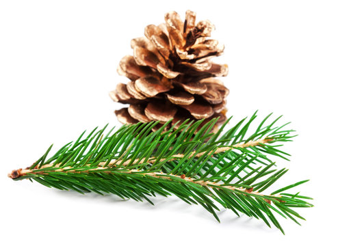 Fir tree branch and pine cone  isolated on white background. Christmas and New Year design elements.