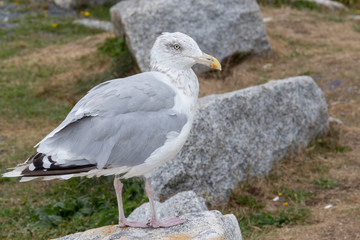 Closeup of seagull