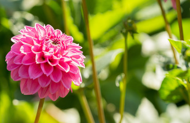 Pink Balldahlie (Asteraceae) blüht in der Sommersonne.